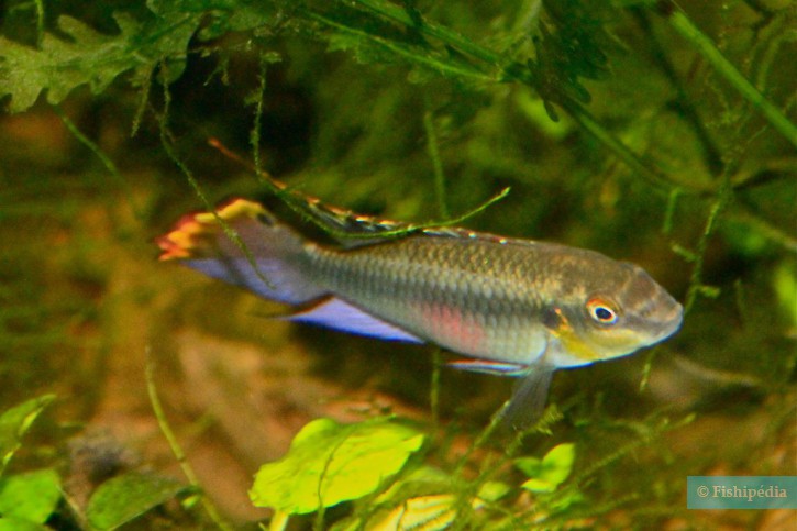 Pelvicachromis pulcher - pelmato