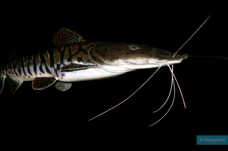 Pseudoplatystoma fasciatum - barred shovelnose catfish