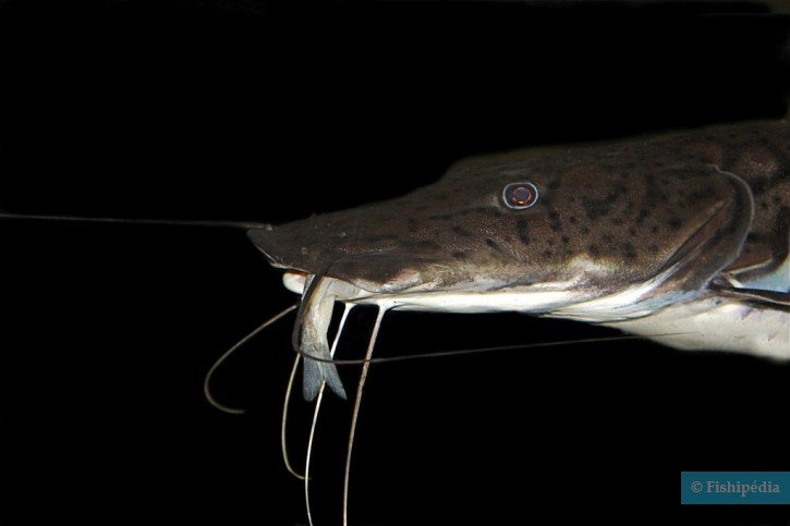 Pseudoplatystoma fasciatum - barred shovelnose catfish