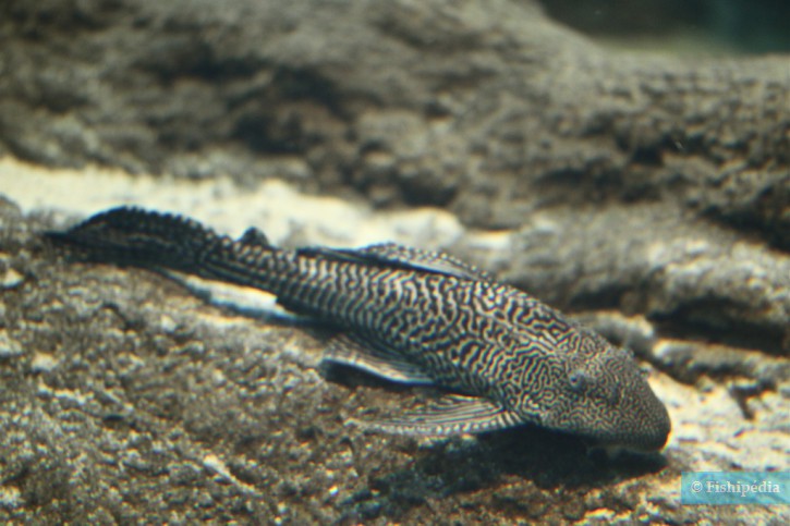 Pterygoplichthys pardalis