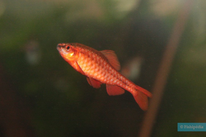 Puntius titteya - cherry barb