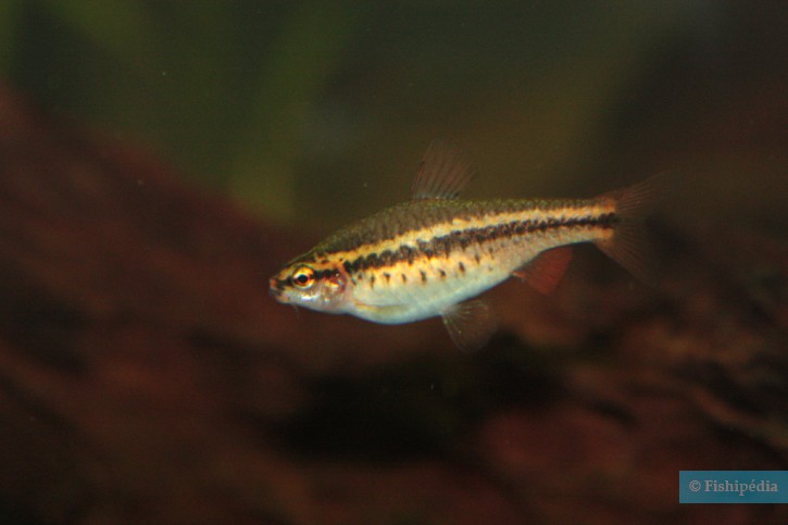 Puntius titteya - cherry barb