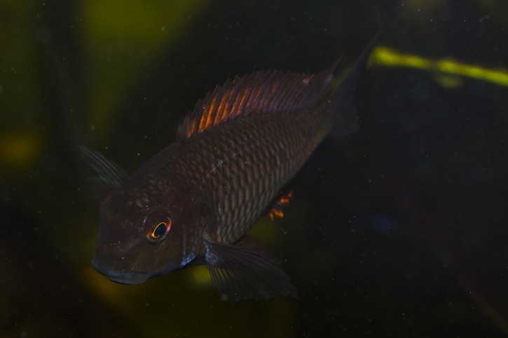 photographie - Henrik Varmer