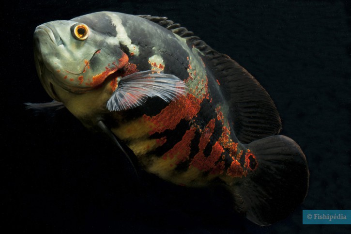 Astronotus ocellatus - oscar