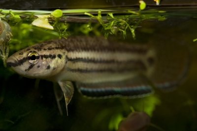 Espèce : krabi mouth brooding betta