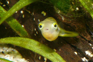 Carinotetraodon travancoricus