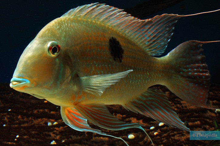 Geophagus surinamensis