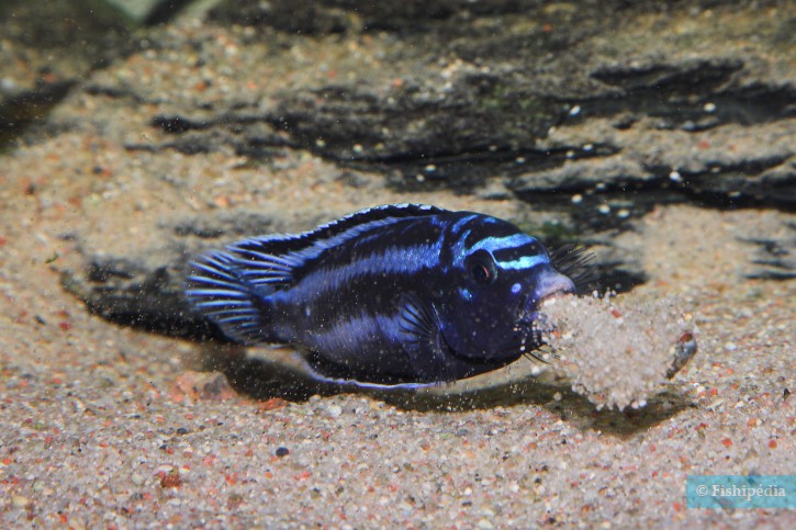 Pseudotropheus cyaneorhabdos - maingano cichlid