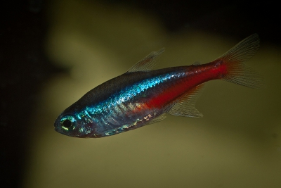 Paracheirodon axelrodi • Fish sheet