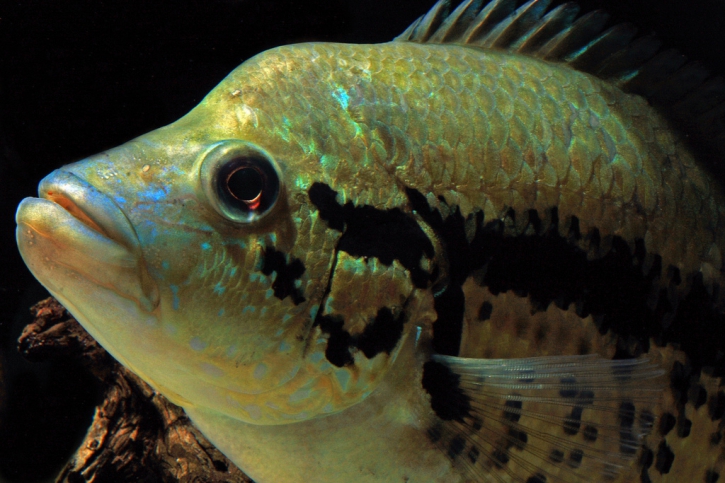 Parachromis dovii - guapote