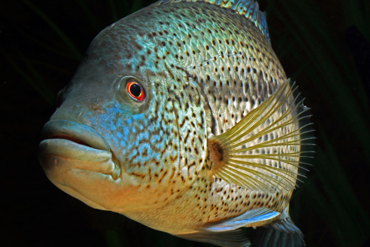 Parachromis dovii - guapote