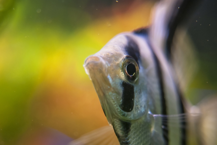 Pterophyllum scalare - freshwater angelfish