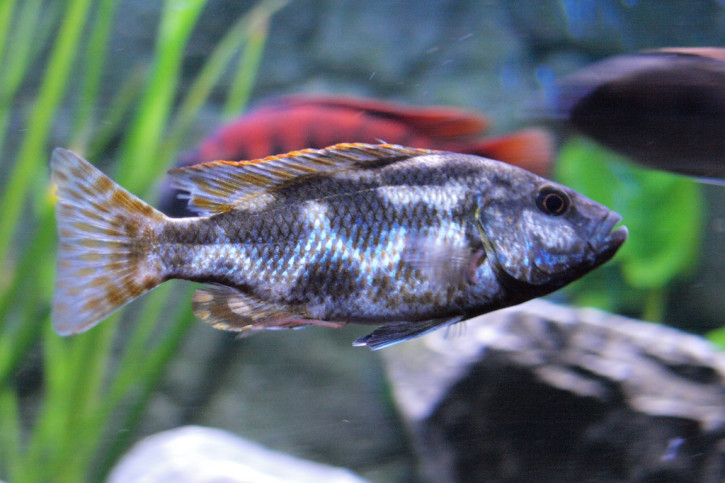 Nimbochromis livingstonii - Dormeur