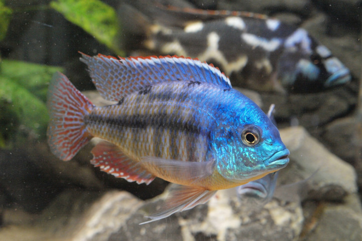 Protomelas taeniolatus - Spindle hap