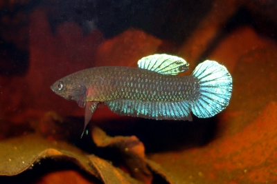 Betta persephone Osphronemidae
