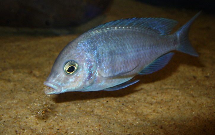 photographie - Utakovich