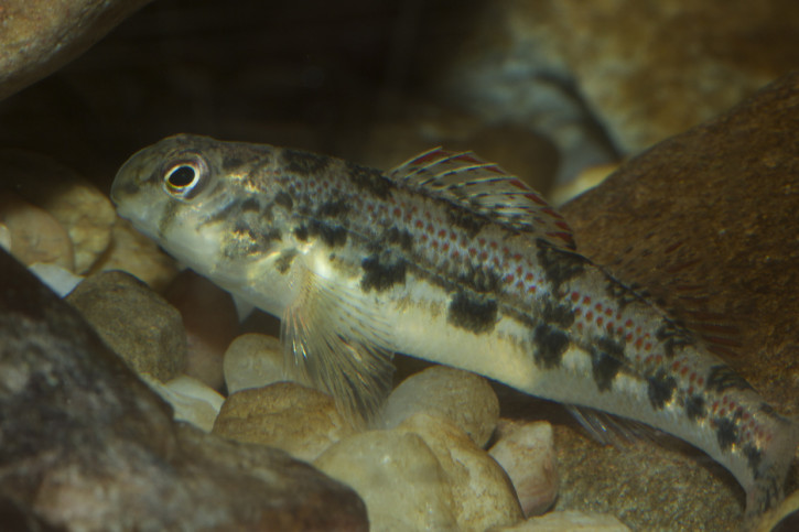 photographie - Brian Gratwicke