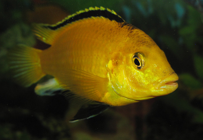 Labidochromis caeruleus - blue streak hap