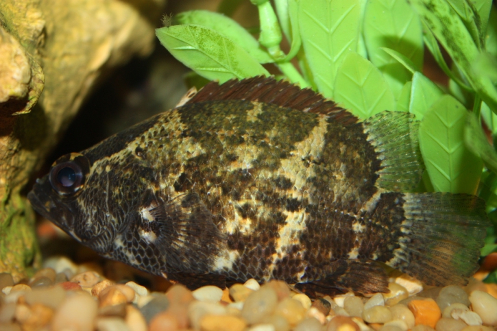 Nandus nebulosus