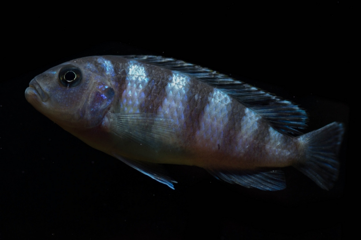 photographie - Chris Dengler