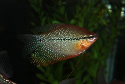 gourami perlé Osphronemidae