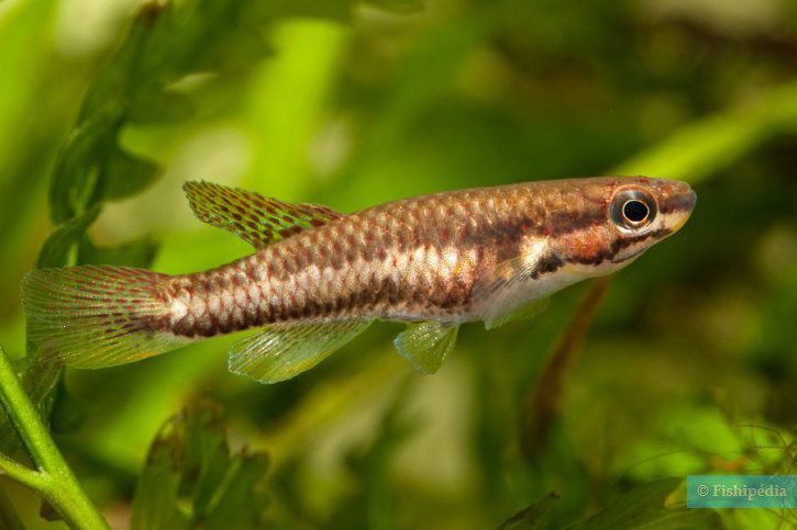 Aphyosemion bitaeniatum - two-stripped aphyosemion