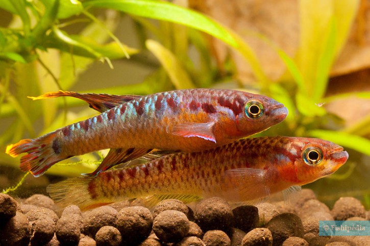 Aphyosemion bivittatum - twostripe lyretail