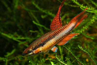 queue-de-lyre rouge Nothobranchiidae