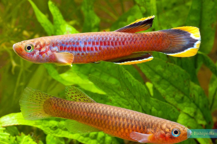 Aphyosemion celiae - celia's aphysemion