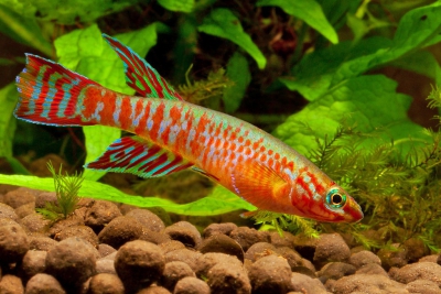 Aphyosemion elberti Nothobranchiidae