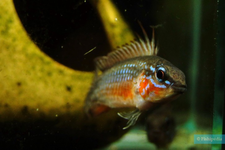 Apistogramma elizabethae