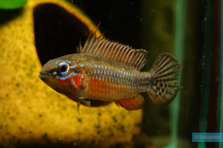 Apistogramma elizabethae