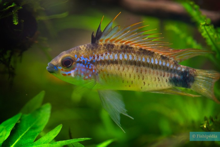 Apistogramma eremnopyge - bujurqui