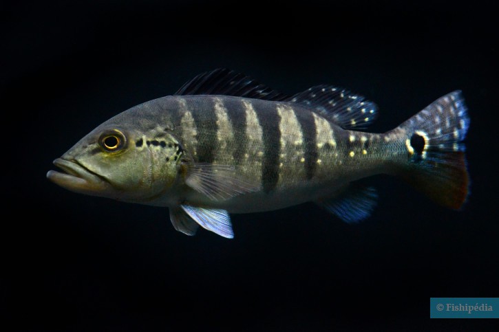 Cichla piquiti - pavón