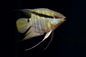 Mesonauta mirificus