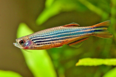 Danio quagga Danionidae