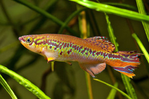Fundulopanchax deltaensis