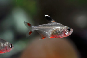 Hyphessobrycon bentosi