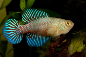 Hypsolebias fulminantis