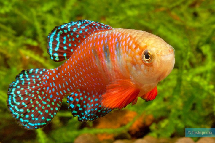 Hypsolebias picturatus