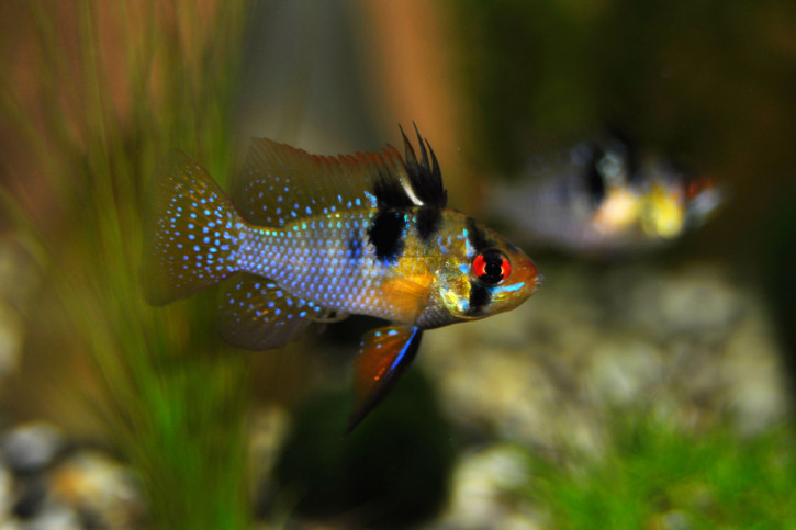 Mikrogeophagus ramirezi - ramirezi