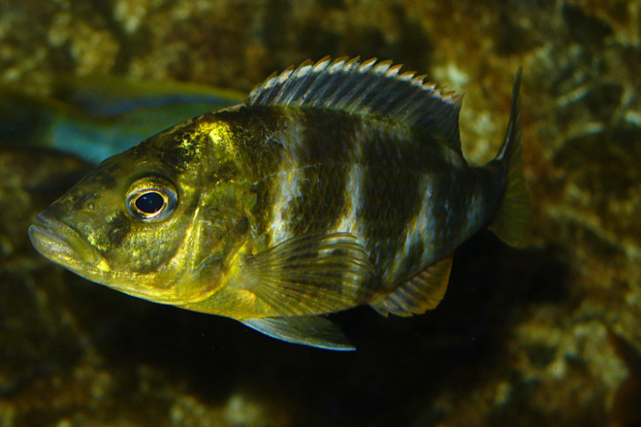 Nimbochromis venustus