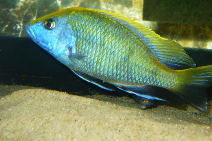 Nimbochromis venustus