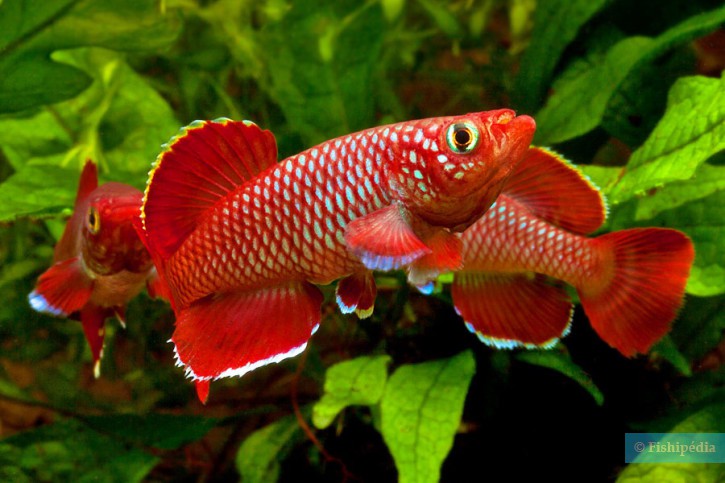 Nothobranchius korthausae