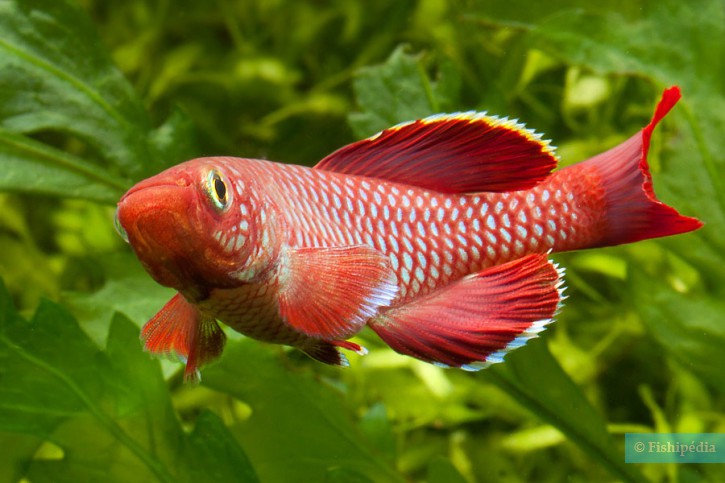 Nothobranchius korthausae