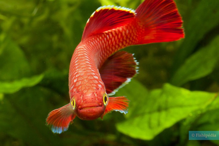 Nothobranchius korthausae