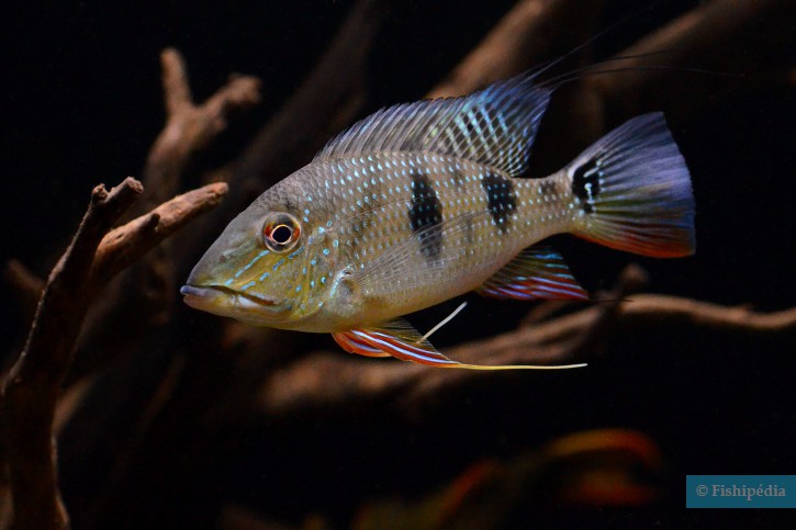 Satanoperca daemon - Daemon