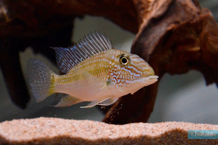 Satanoperca jurupari