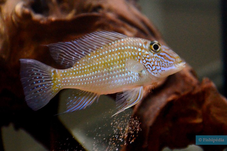 Satanoperca jurupari