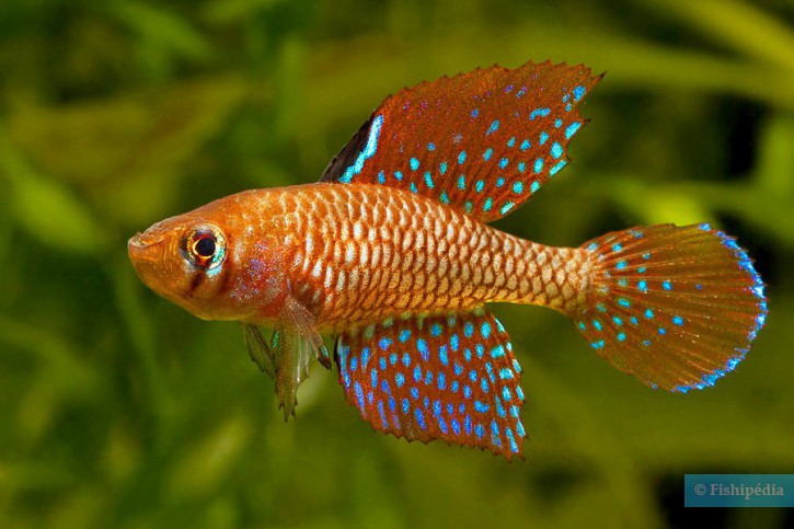 Spectrolebias reticulatus